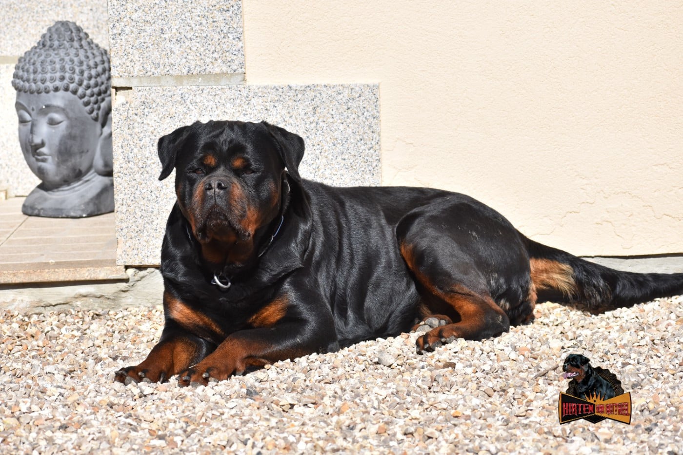 Raïka Hirten Von Rottweil