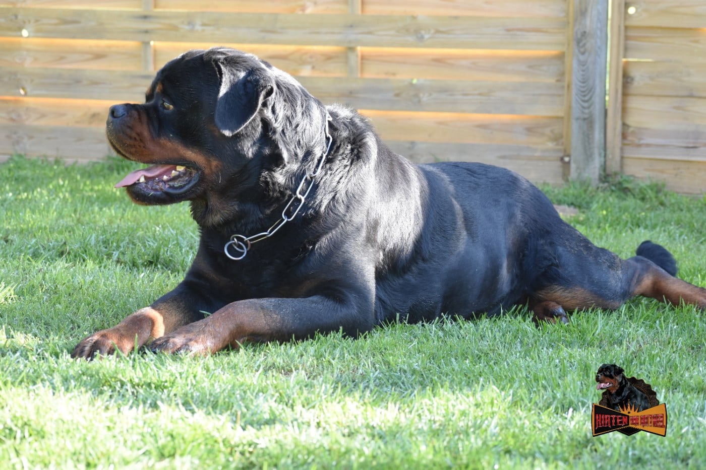 CH. Shadow Des Guerriers Saiyans