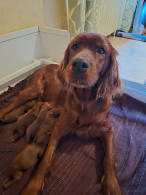CHIOT 2 - Setter irlandais rouge