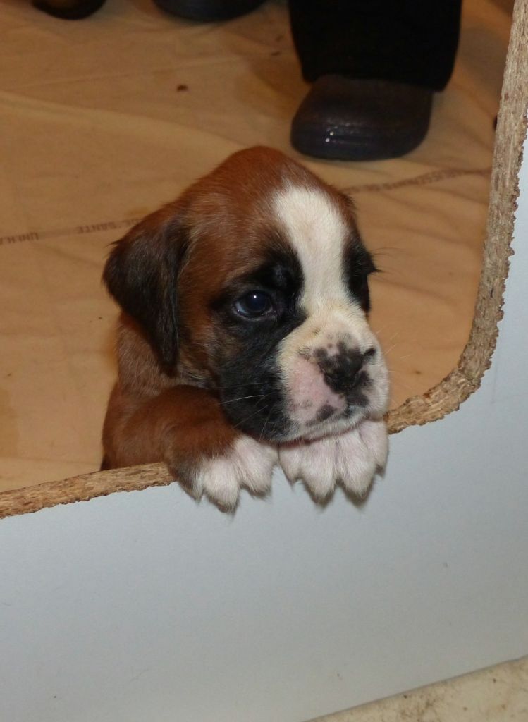 Voutig De l'Ecume De Nacre