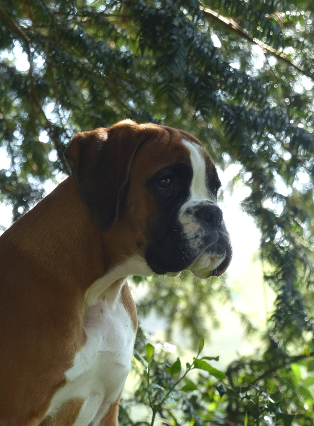 Voutig De l'Ecume De Nacre