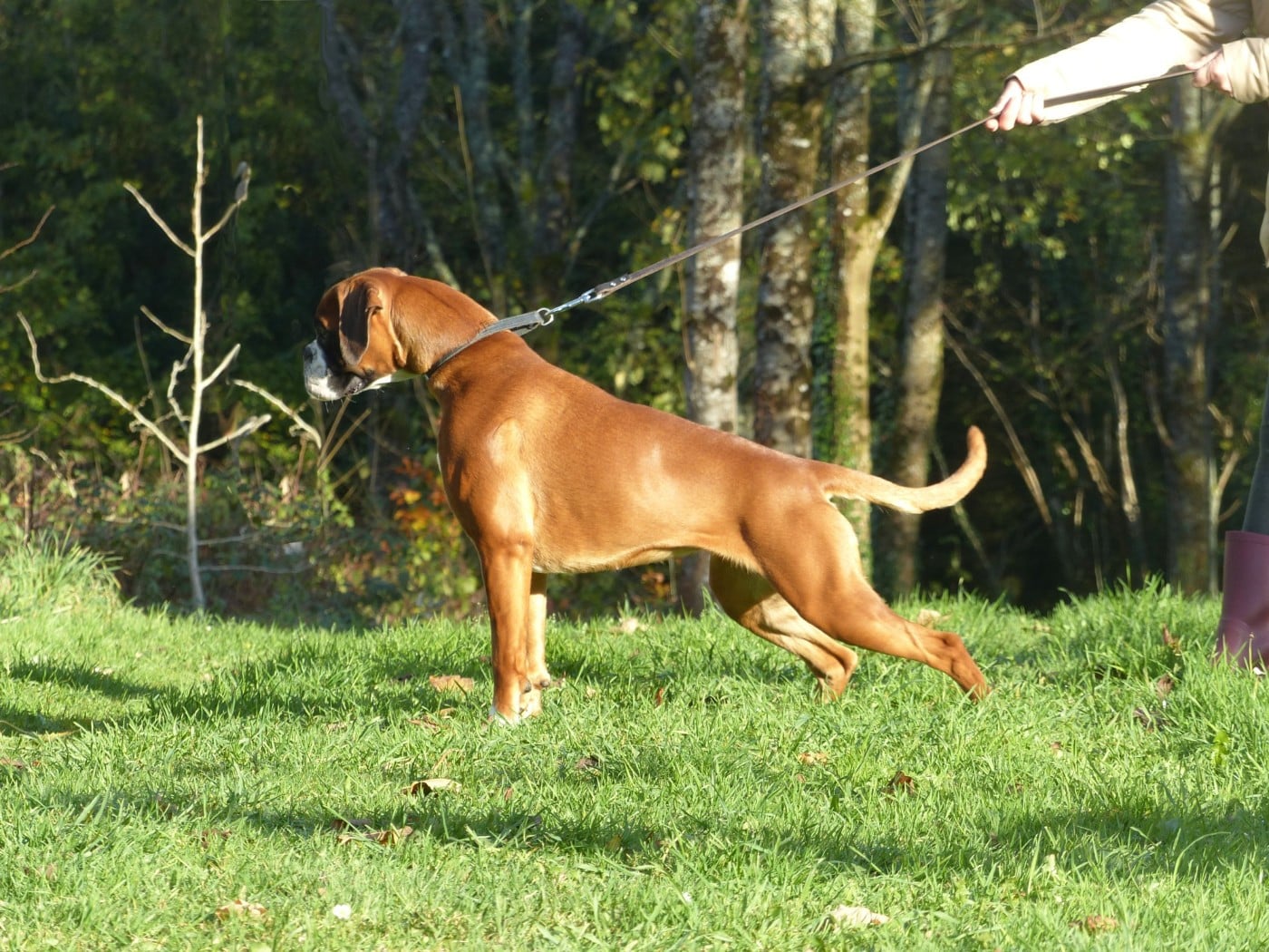 Voutig De l'Ecume De Nacre