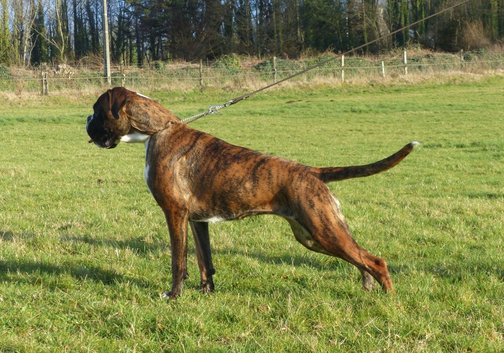 Viksenn Des Fidèles Compagnons d'Uxen