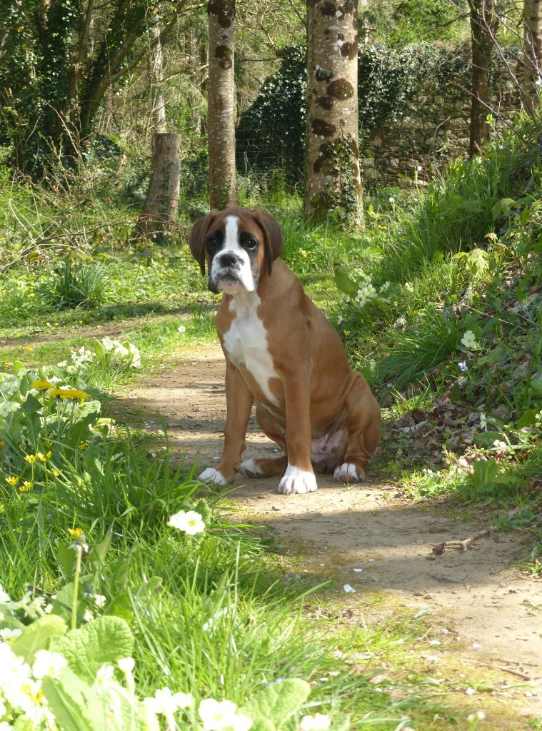 Voutig De l'Ecume De Nacre