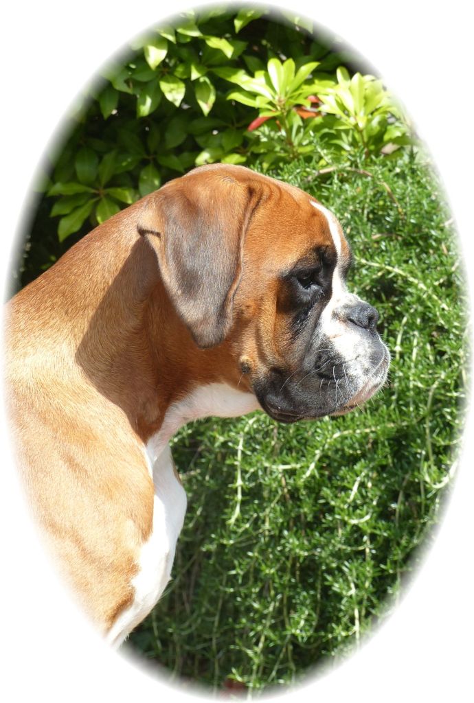 Voutig De l'Ecume De Nacre