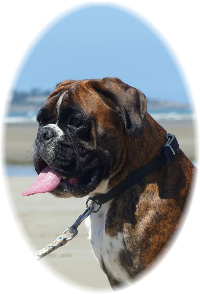 Viksenn Des Fidèles Compagnons d'Uxen