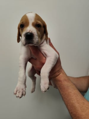 Les chiots de Pointer