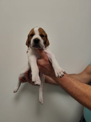 Les chiots de Pointer