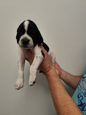 Les chiots de Pointer