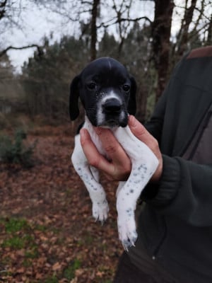 Les chiots de Pointer