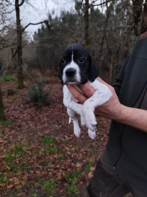 Les chiots de Pointer