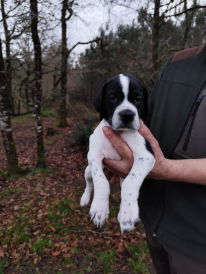 Les chiots de Pointer