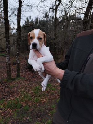 Les chiots de Pointer