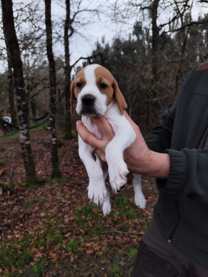 Les chiots de Pointer