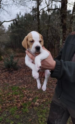 Les chiots de Pointer