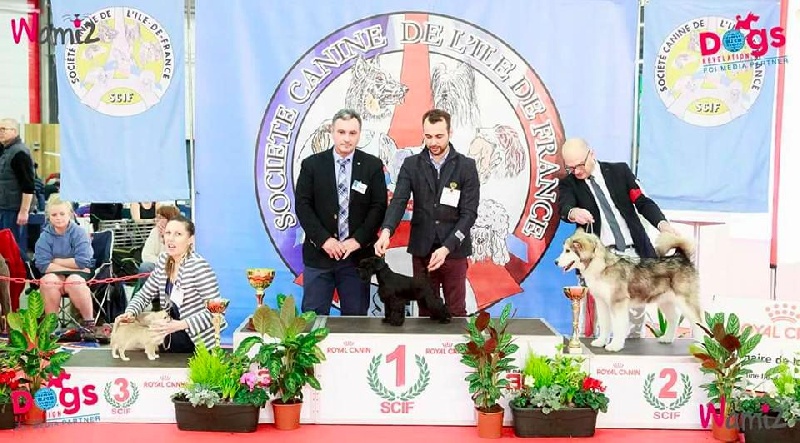 My first lady Of Vita Diamonds - Trés Prometteur, Meilleur Baby et 3 éme MEILLEUR BABY DE L'EXPOSITION