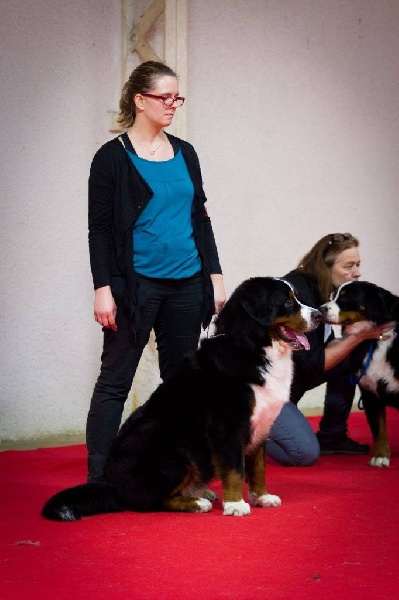 Lucky du Clos de Fairon - 2 ème TB classe jeune