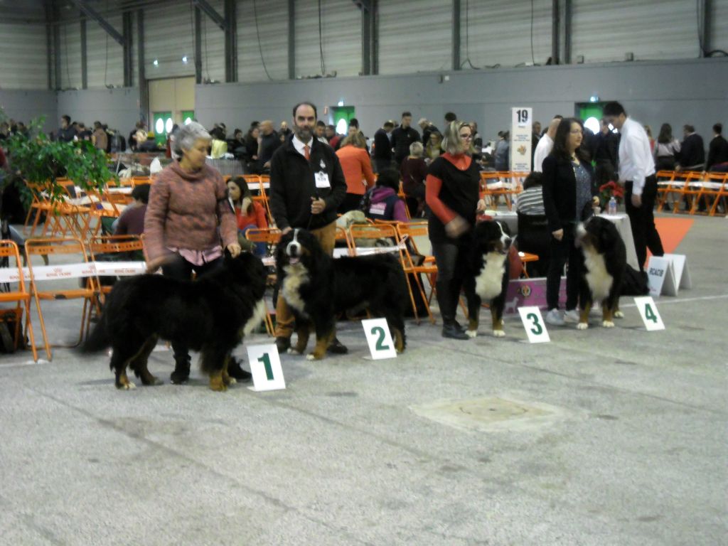 Lucky du Clos de Fairon - 3 ème exc classe ouverte