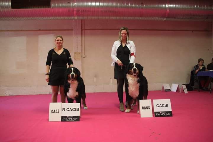 Lucky du Clos de Fairon - 1 er exc CACs CACIB
