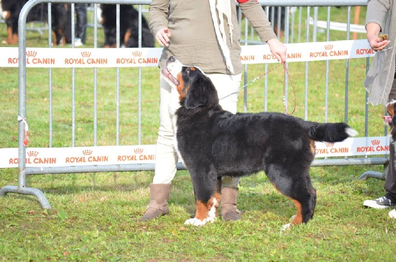 Lucky du Clos de Fairon - 3ème très prometteur