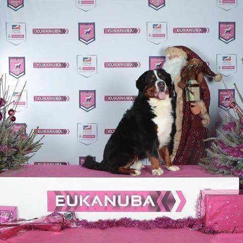 Lucky du Clos de Fairon - 2 ème Excellent