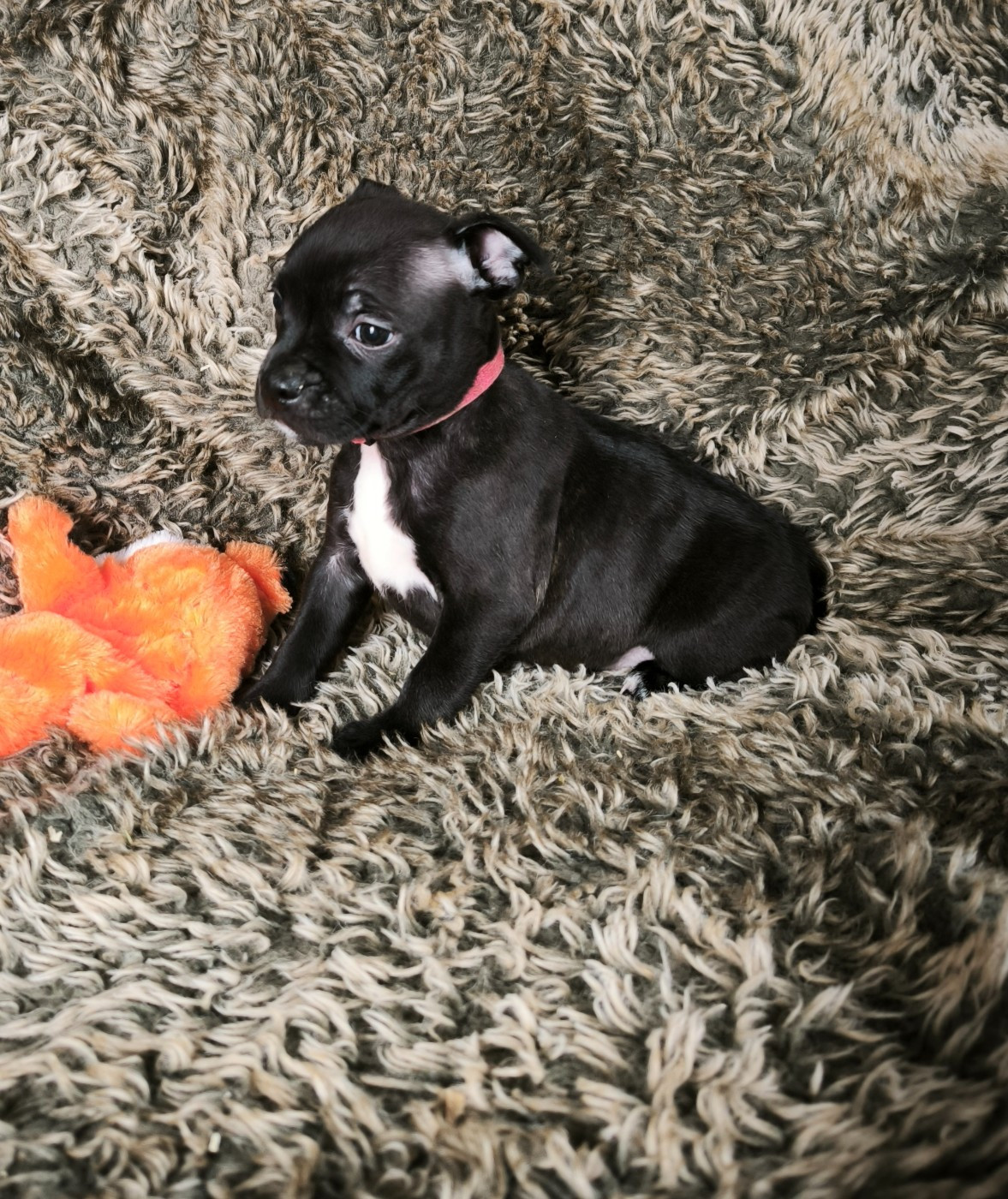 Staffordshire Bull Terrier - Of Secret's Sources