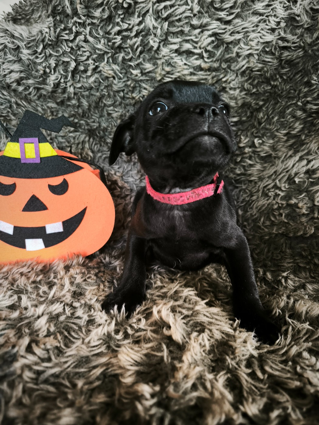 Staffordshire Bull Terrier - Of Secret's Sources