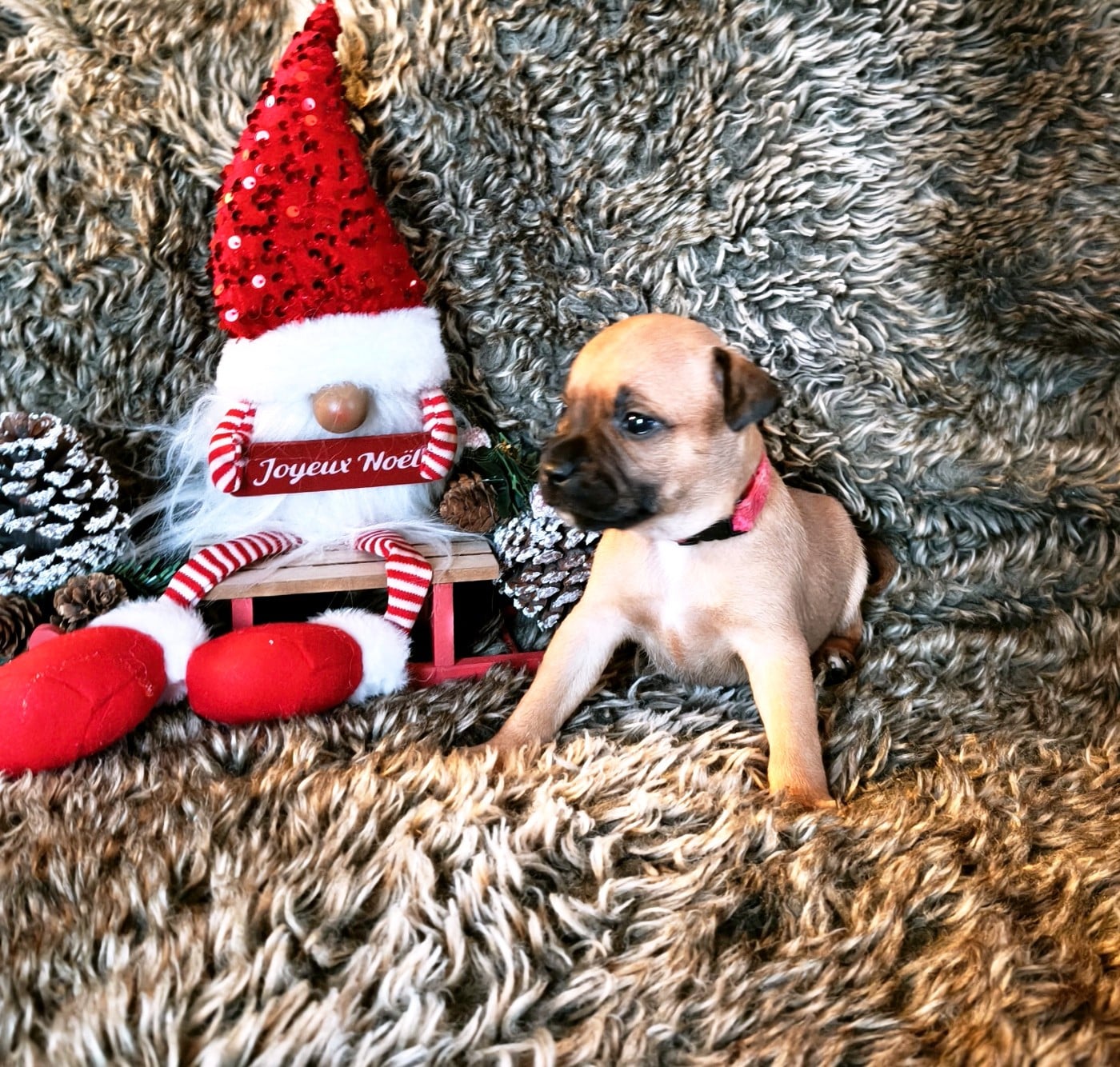 Staffordshire Bull Terrier - Of Secret's Sources