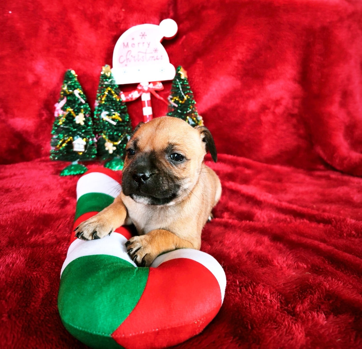 Staffordshire Bull Terrier - Of Secret's Sources