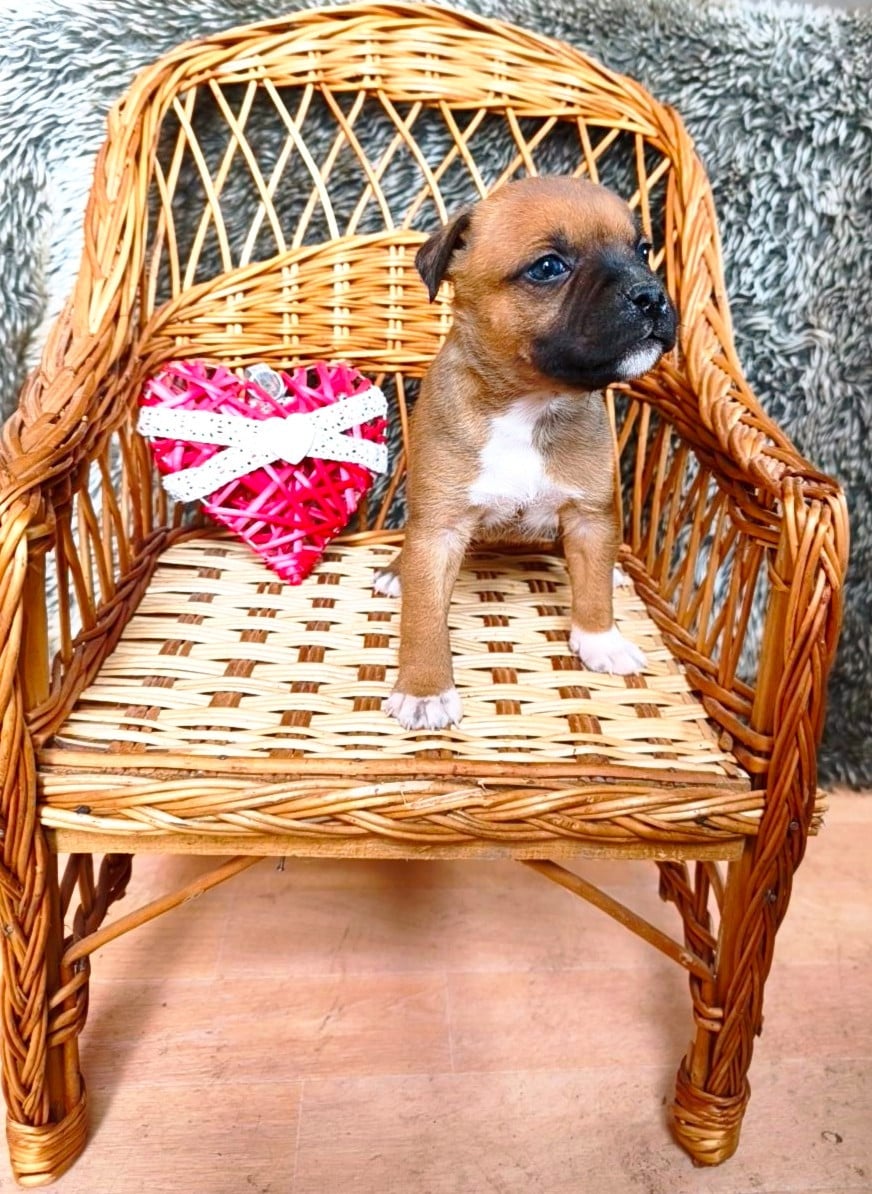 Staffordshire Bull Terrier - Of Secret's Sources