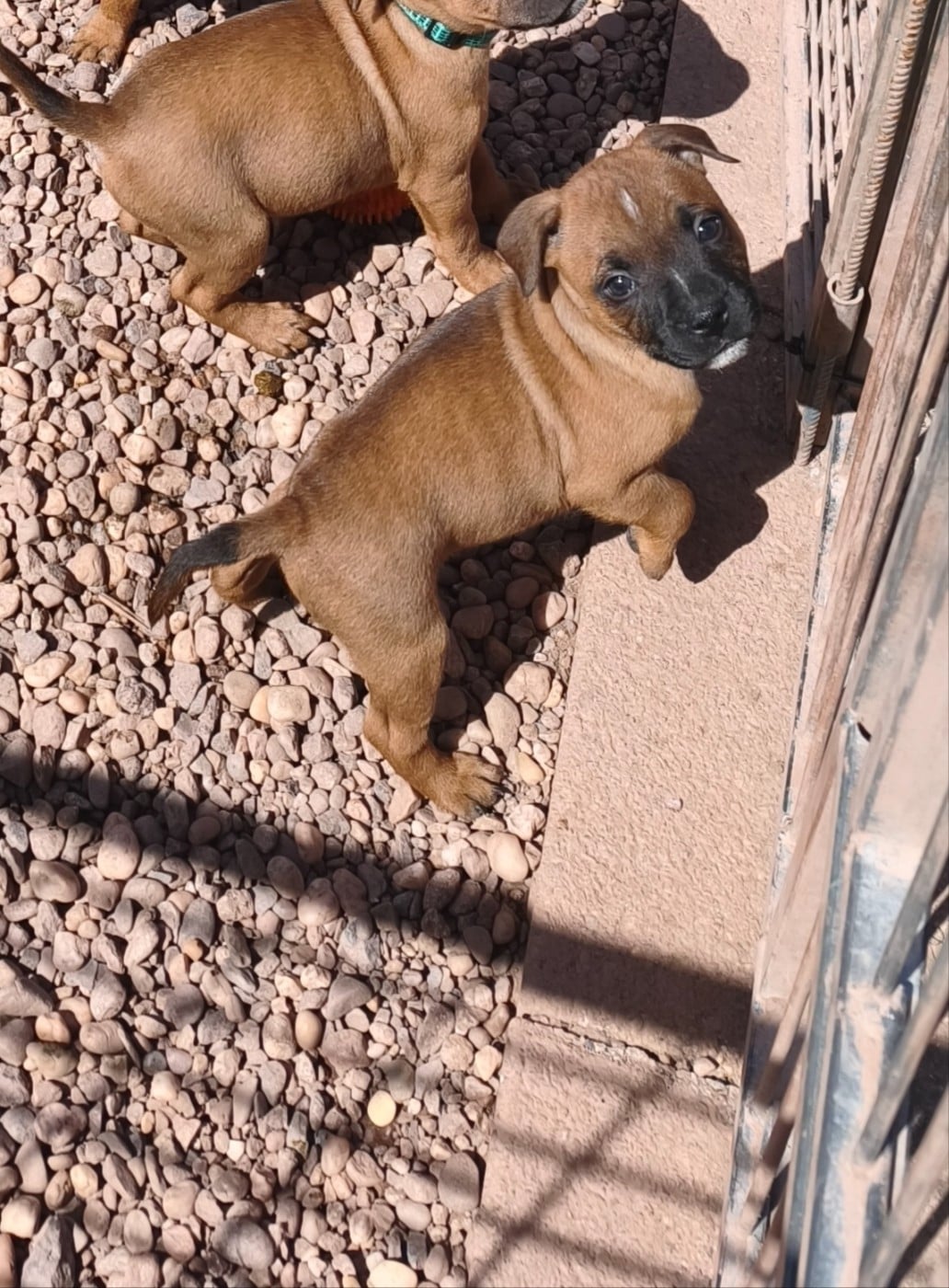 Staffordshire Bull Terrier - Of Secret's Sources