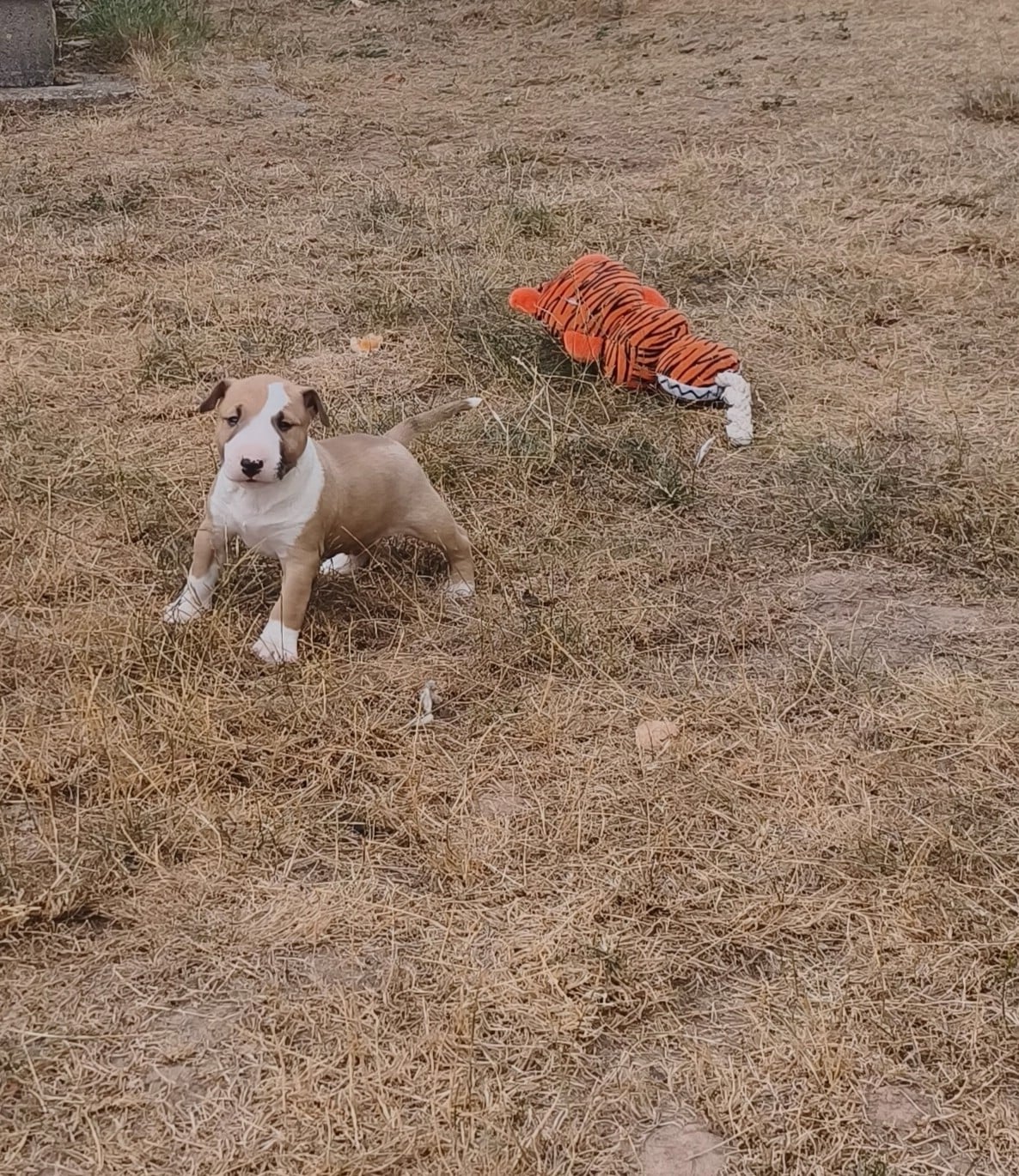 Bull Terrier Miniature - Of Secret's Sources