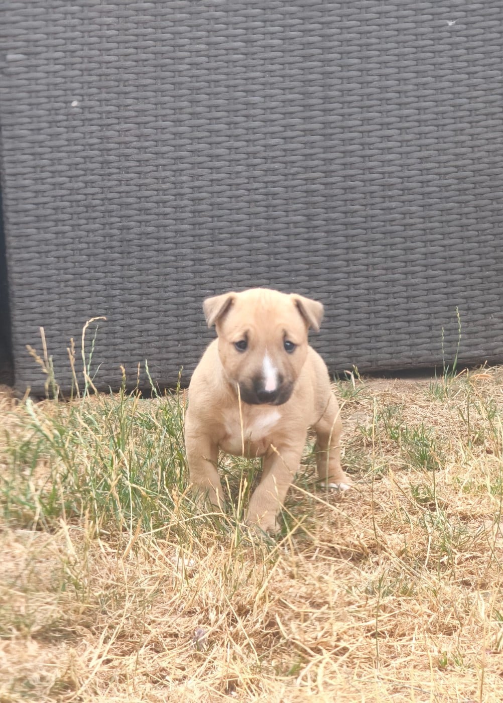 CHIOT 1
