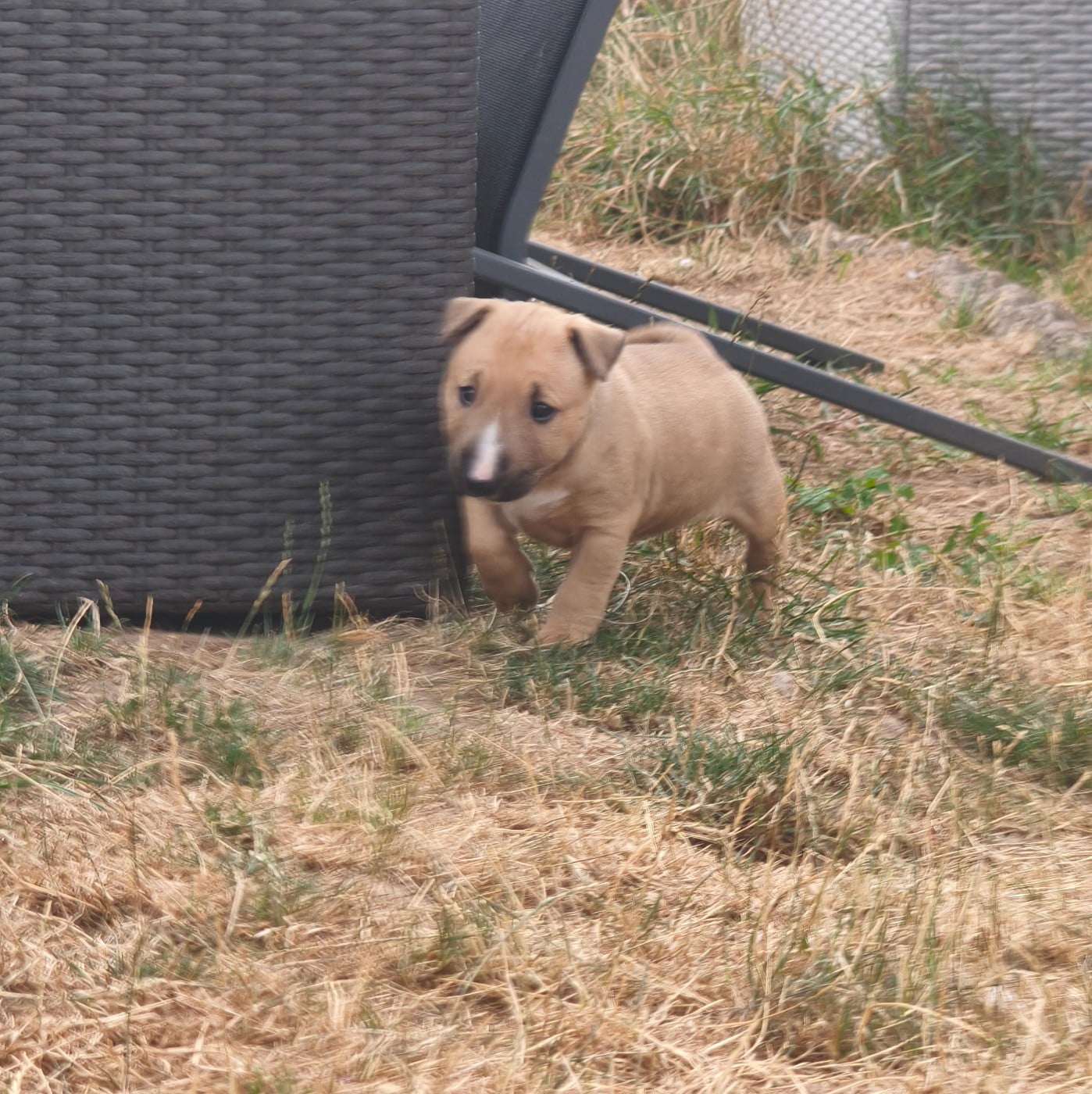 CHIOT 1