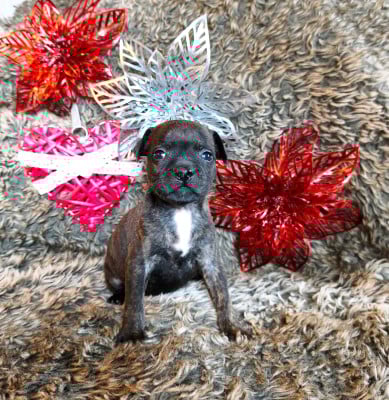 Les chiots de Staffordshire Bull Terrier