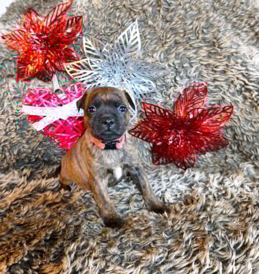 Les chiots de Staffordshire Bull Terrier