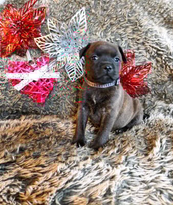 Les chiots de Staffordshire Bull Terrier