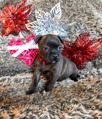 Les chiots de Staffordshire Bull Terrier
