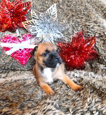 Les chiots de Staffordshire Bull Terrier