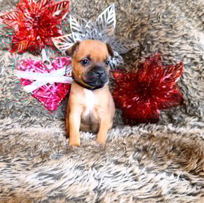 Les chiots de Staffordshire Bull Terrier