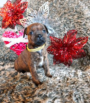 Les chiots de Staffordshire Bull Terrier