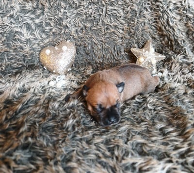 Les chiots de Staffordshire Bull Terrier