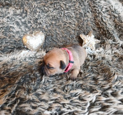 Les chiots de Staffordshire Bull Terrier