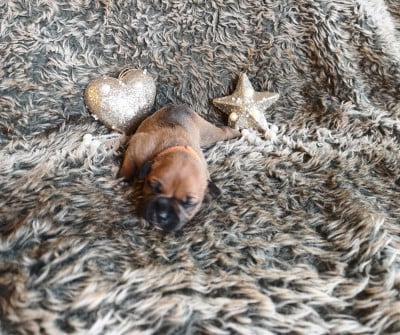 Les chiots de Staffordshire Bull Terrier