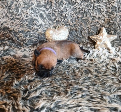 Les chiots de Staffordshire Bull Terrier