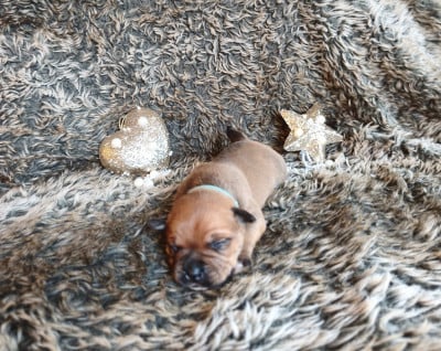 Les chiots de Staffordshire Bull Terrier