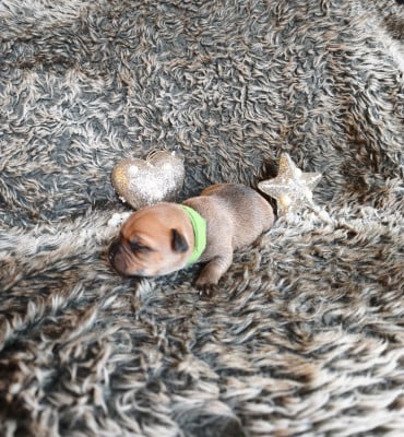 Les chiots de Staffordshire Bull Terrier