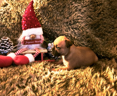 Les chiots de Staffordshire Bull Terrier