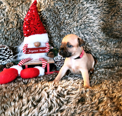 Les chiots de Staffordshire Bull Terrier