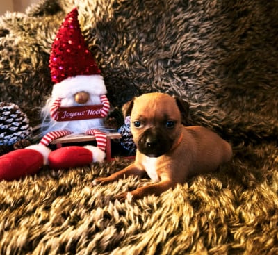 Les chiots de Staffordshire Bull Terrier